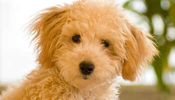 ペットと暮らす