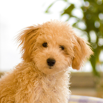 大豊興業グループ